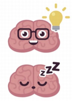 Two comic brains, one with glasses and lightbulb, the other with no glasses and closed eyes on white background